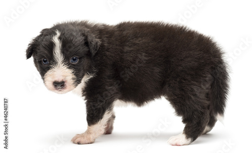 Side view of an Australian Shepherd puppy, 24 days old © Eric Isselée