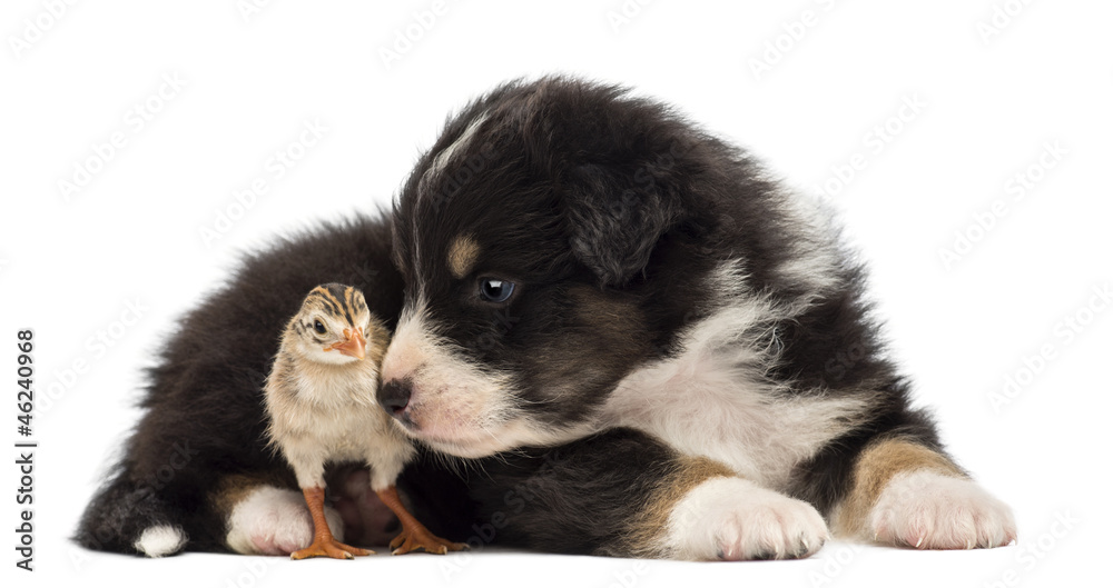 Australian Shepherd puppy, 30 days old Australian Shepherd puppy, 30 days old