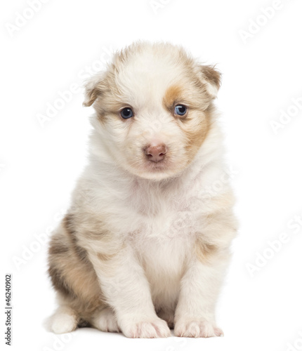 Australian Shepherd puppy, 30 days old © Eric Isselée