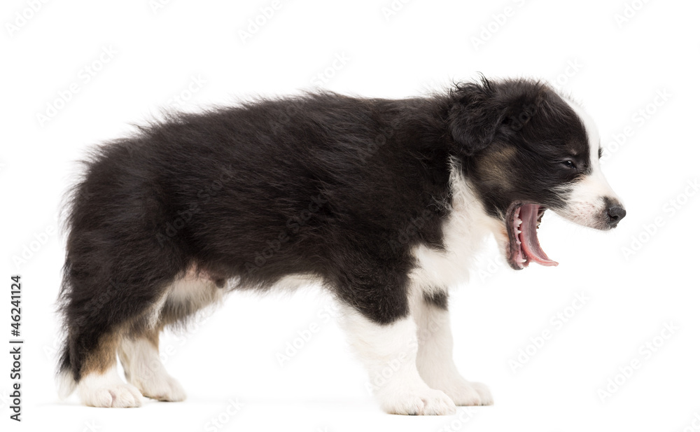 Side view of an Australian Shepherd puppy standing and yawning Side view of an Australian Shepherd puppy standing and yawning