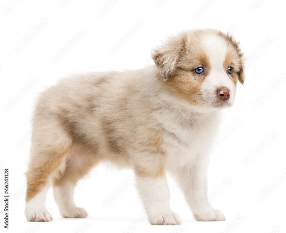 Australian Shepherd puppy standing and looking away Australian Shepherd puppy standing and looking away