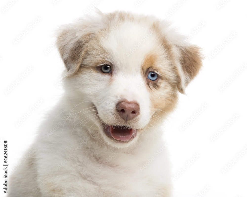 Close-up of an Australian Shepherd puppy Close-up of an Australian Shepherd puppy