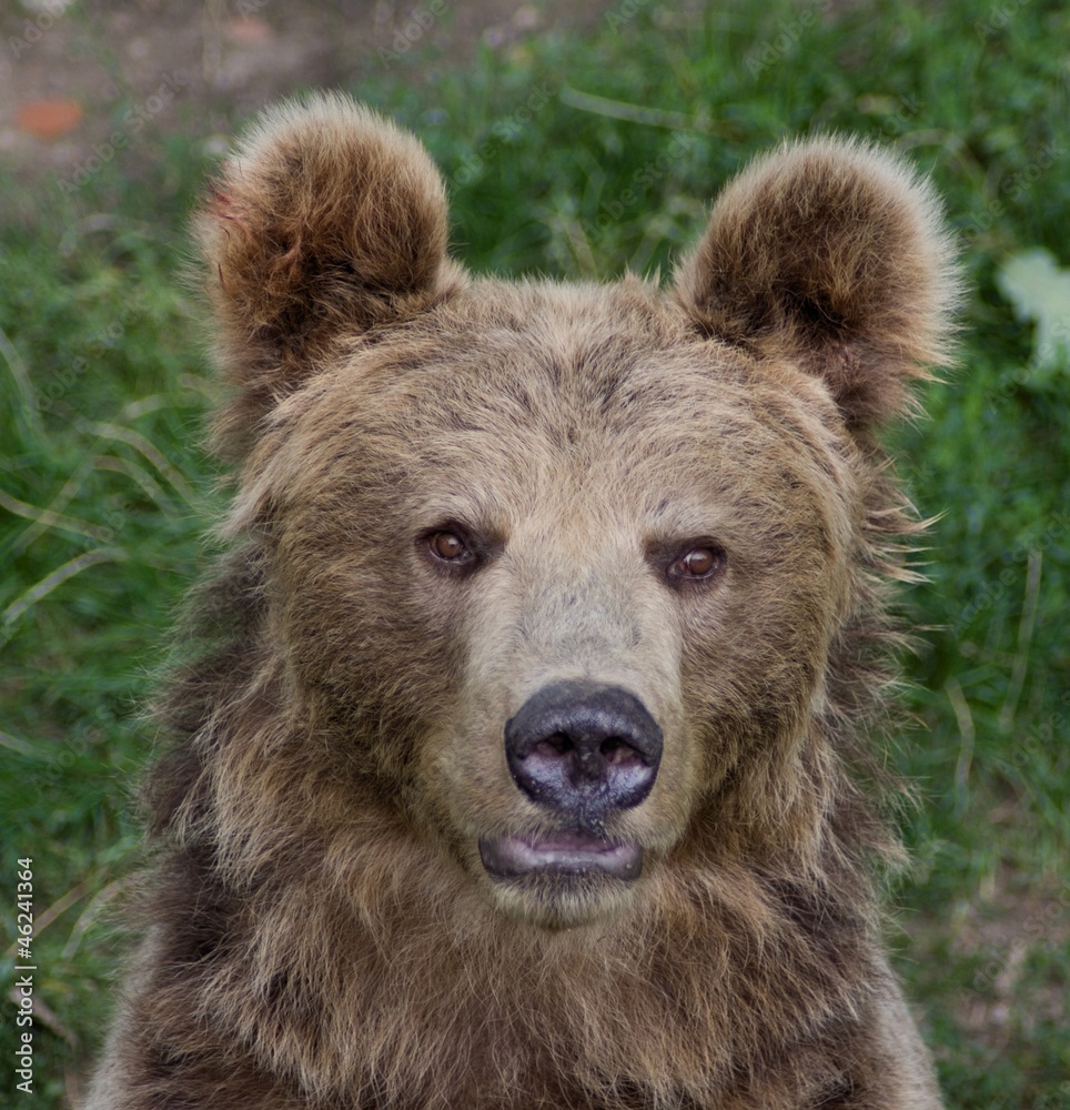 Bear (Ursus arctos) - obrazy, fototapety, plakaty 