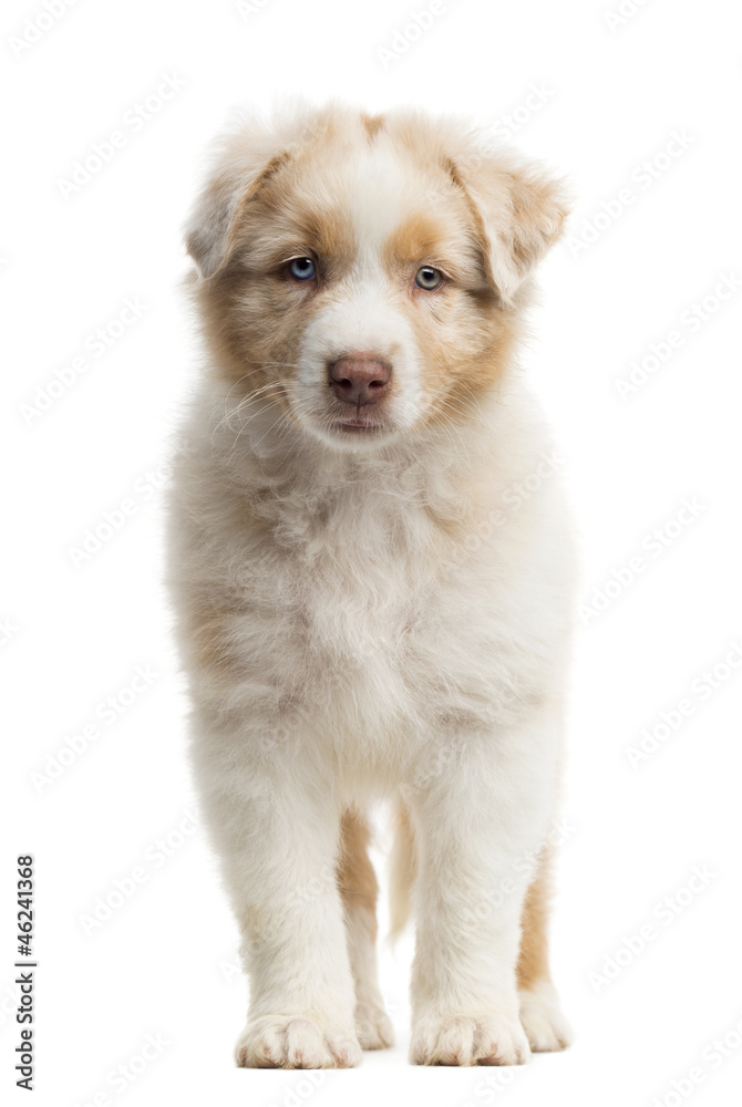 Front view of an Australian Shepherd puppy, 8 weeks old