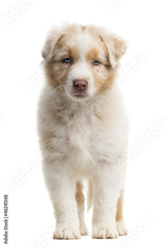 Fototapeta Naklejka Na Ścianę i Meble -  Front view of an Australian Shepherd puppy, 8 weeks old