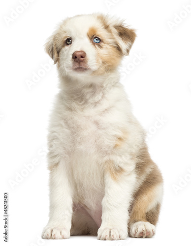 Fototapeta Naklejka Na Ścianę i Meble -  Australian Shepherd puppy, 8 weeks old