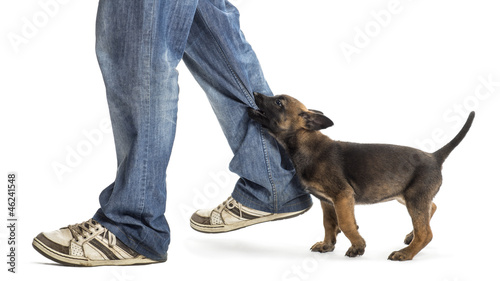 Fototapeta Naklejka Na Ścianę i Meble -  Belgian shepherd puppy biting leg against white background