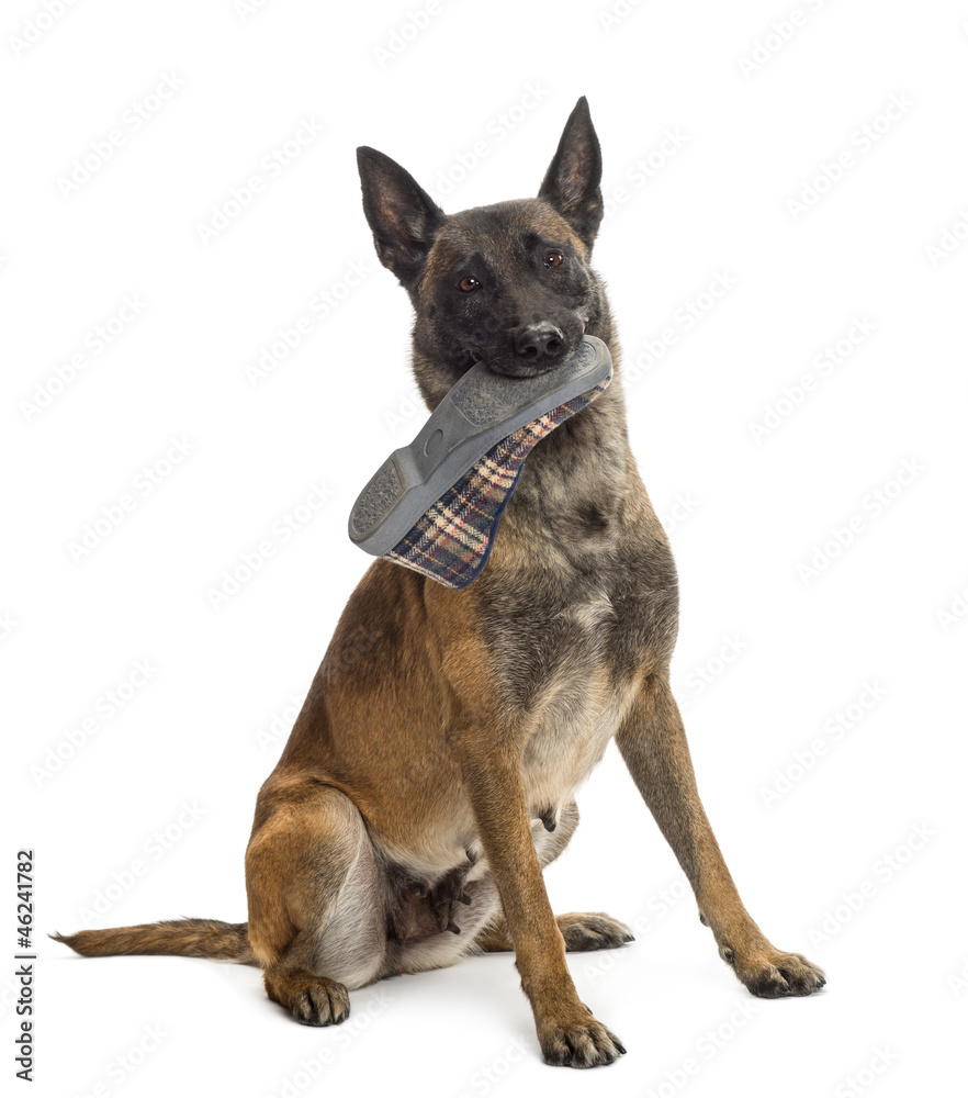 Belgian Shepherd sitting and holding a slipper in mouth Belgian Shepherd sitting and holding a slipper in mouth