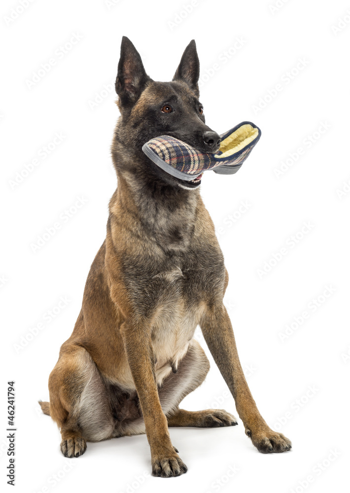 Belgian Shepherd sitting and holding a slipper in mouth
