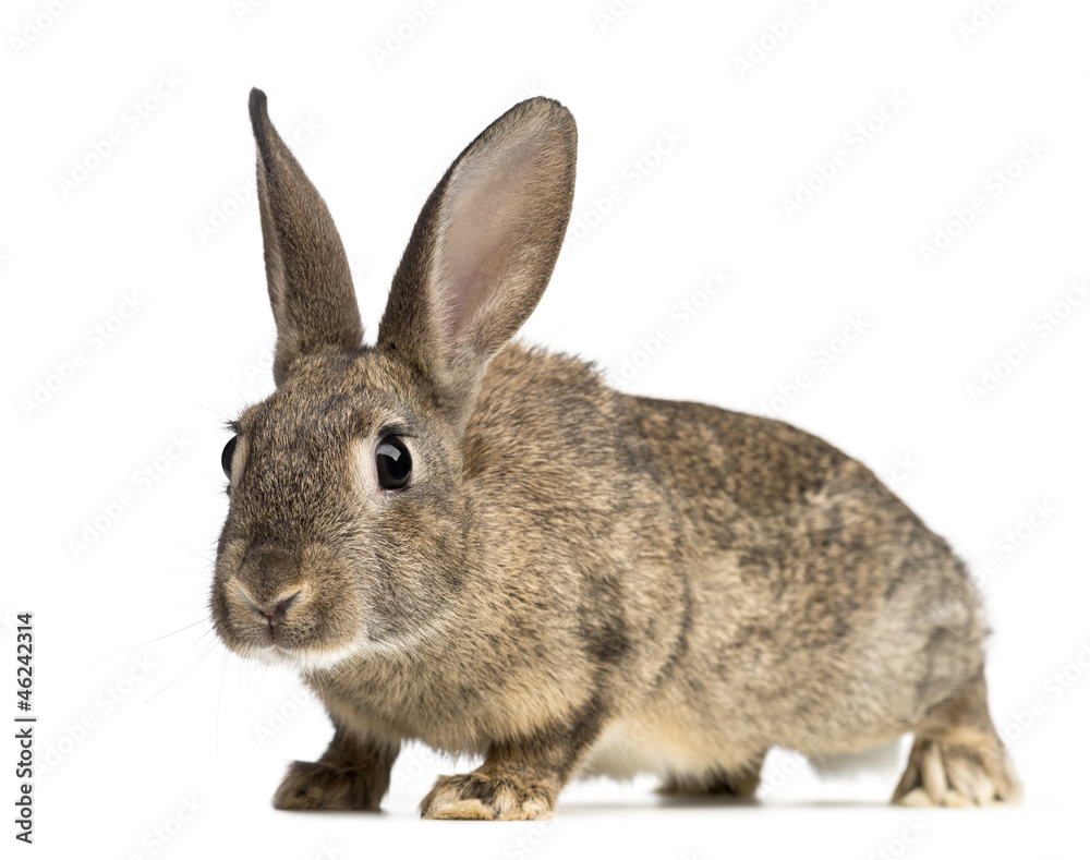 European rabbit or common rabbit, 3 months old