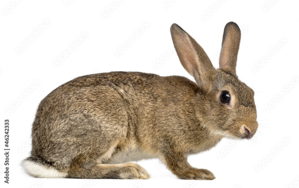 European rabbit or common rabbit, 3 months old European rabbit or common rabbit, 3 months old
