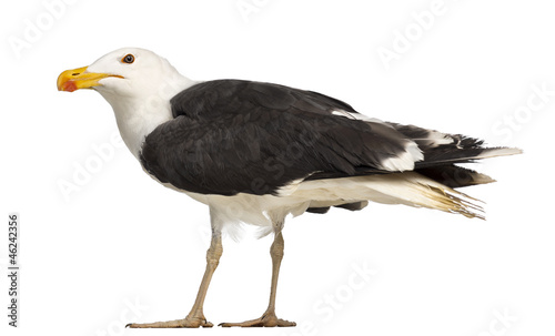 Male Great Black-backed Gull, Larus marinus photo