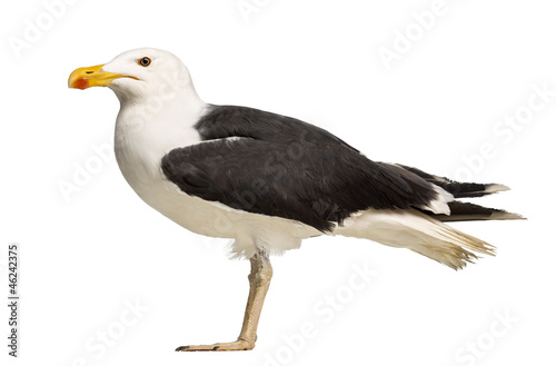 Side view of a Male Great Black-backed Gull, Larus marinus photo