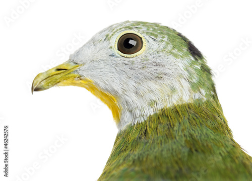 Black-naped Fruit Dove, Ptilinopus melanospilus photo