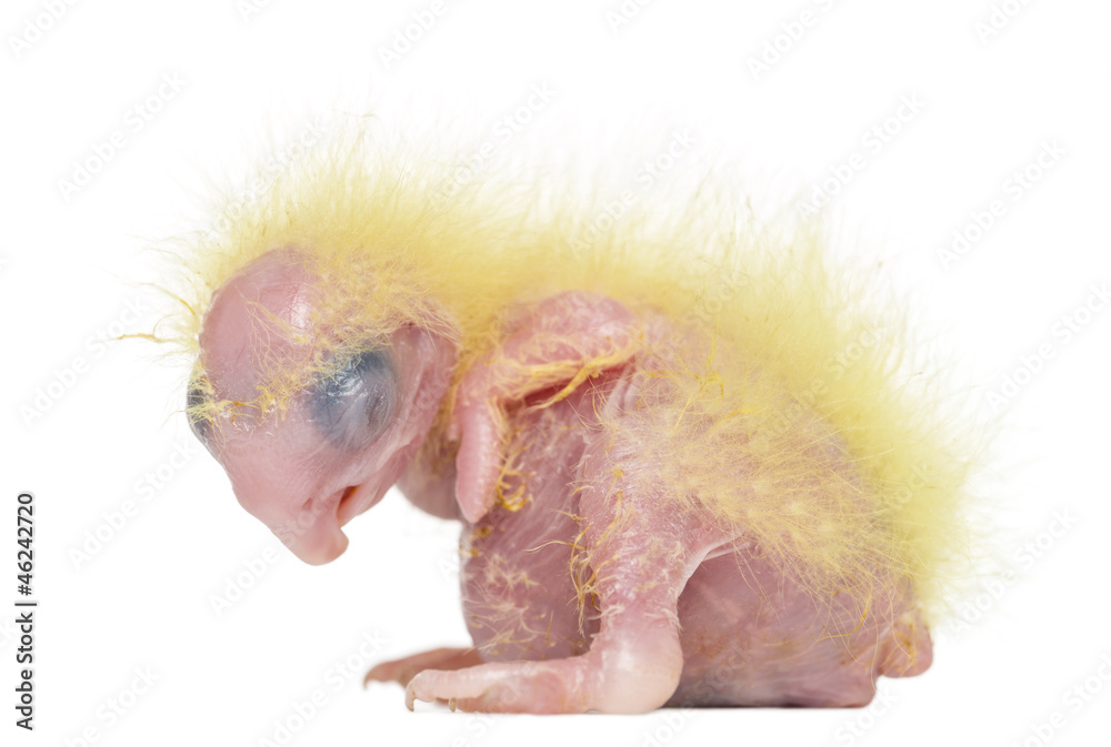 Naklejka premium Sulphur-crested Cockatoo chick sleeping, Cacatua galerita