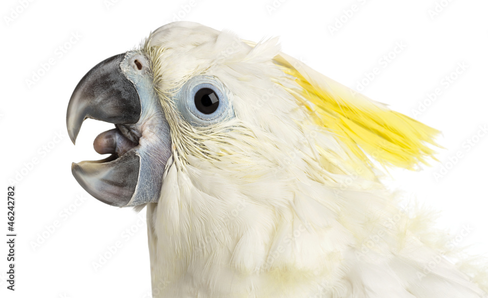 Sulphur-crested Cockatoo, Cacatua galerita, 8 weeks old Sulphur-crested Cockatoo, Cacatua galerita, 8 weeks old