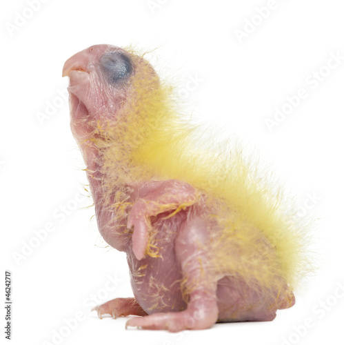 Photo Sulphur-crested Cockatoo chick, Cacatua galerita, 4 days old