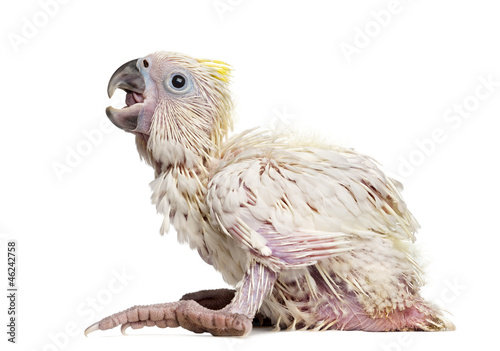 Stampa su tela Sulphur-crested Cockatoo, Cacatua galerita, 35 days old