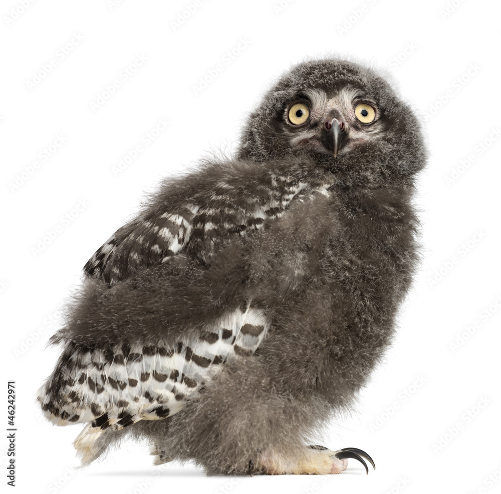Fototapeta premium Snowy Owl chick, Bubo scandiacus