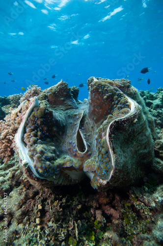 大シャコガイ」の写真素材 | 18件の無料イラスト画像 | Adobe Stock