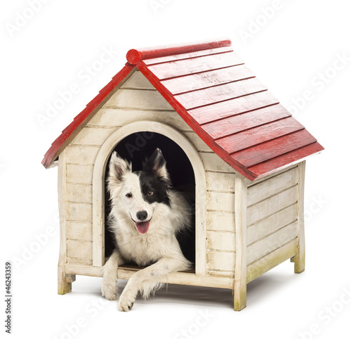 Border Collie in a kennel against white background photo