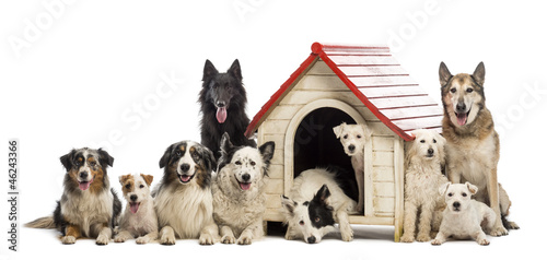 Large group of dogs in and surrounding a kennel