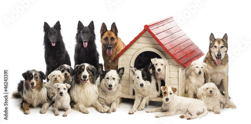 Large group of dogs in and surrounding a kennel