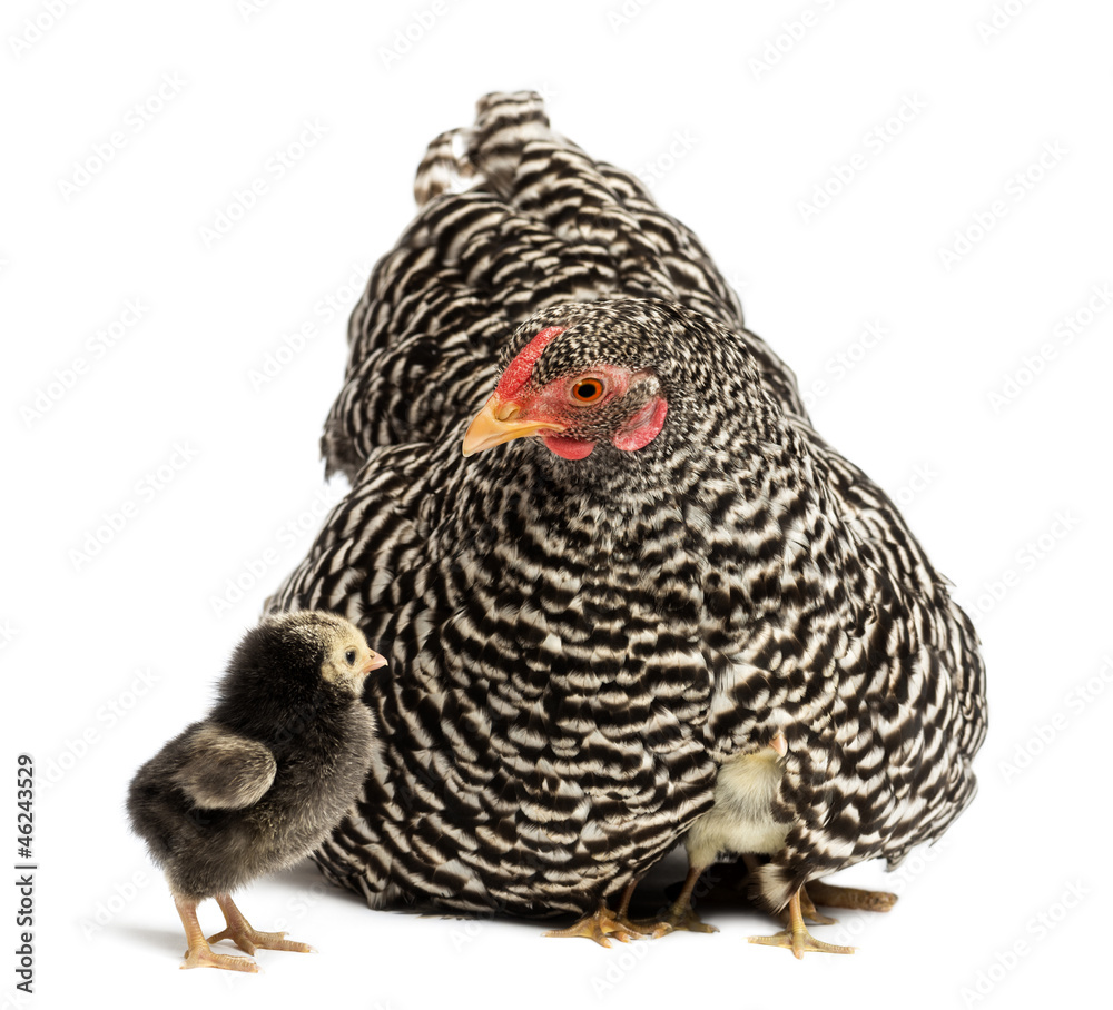 Fototapeta premium Chicks hiding under mother Hen against white background