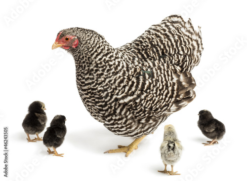 Fotografering Mother Hen with its chicks against white background