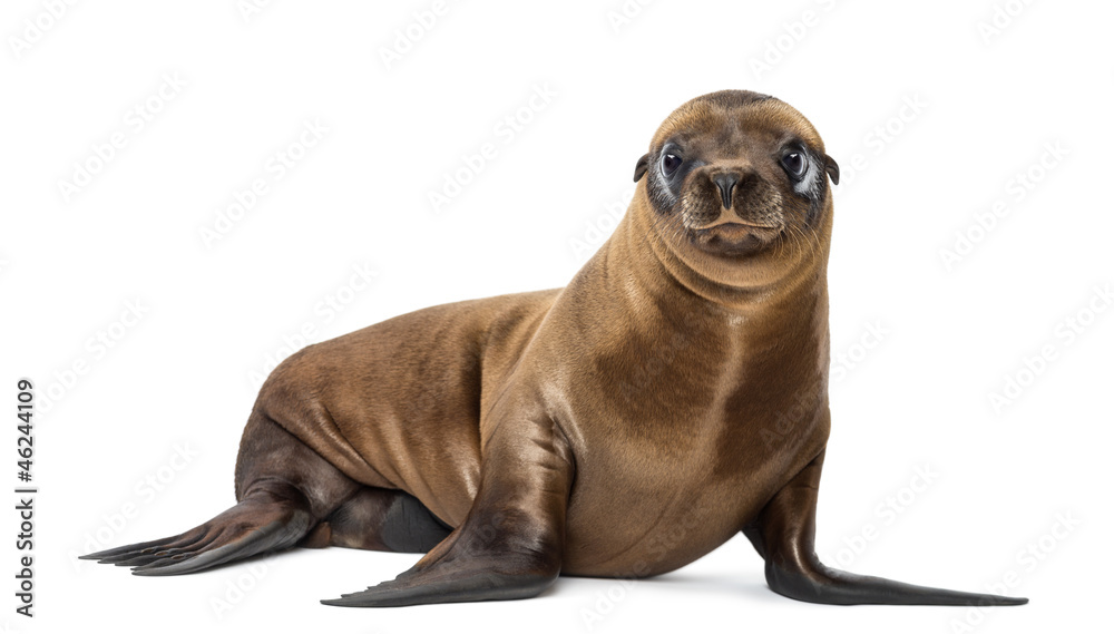 Obraz premium Young California Sea Lion, Zalophus californianus