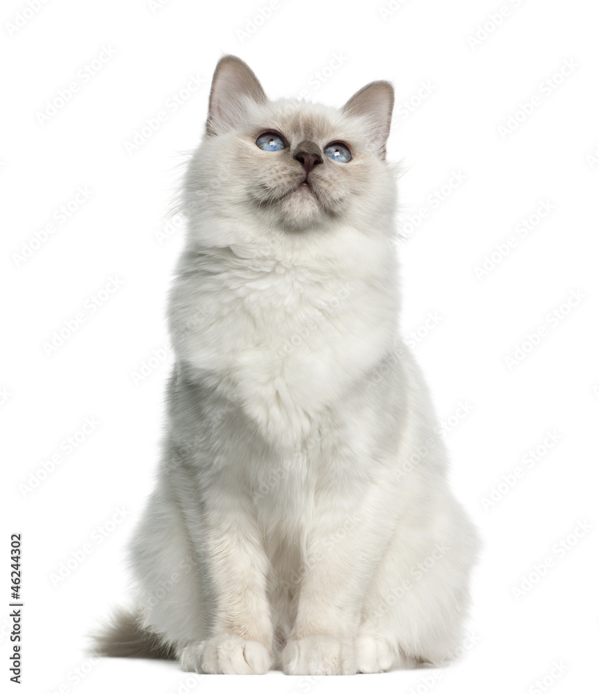 Birman, 5 months old against white background