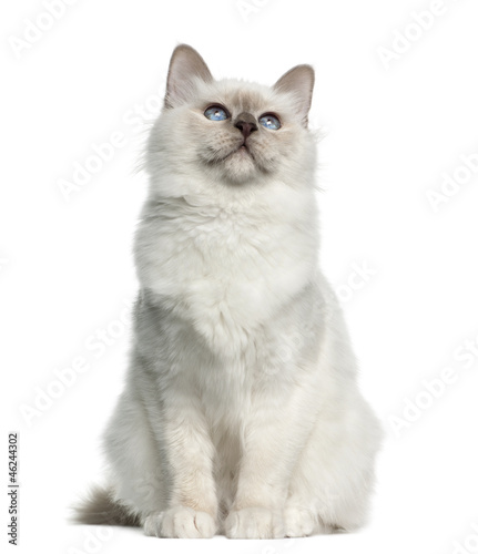 Fototapeta Naklejka Na Ścianę i Meble -  Birman, 5 months old against white background