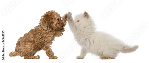 Poodle Puppy and British Longhair Kitten high fiving photo