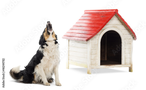 Fototapeta Naklejka Na Ścianę i Meble -  Border Collie sitting and barking next to a kennel