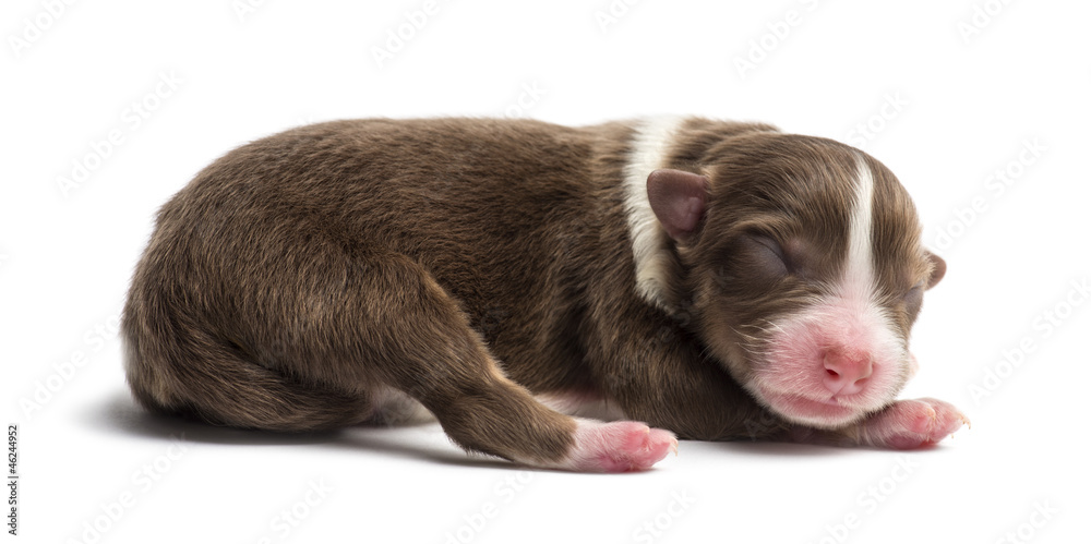 Obraz premium Australian Shepherd puppy, 1 day old
