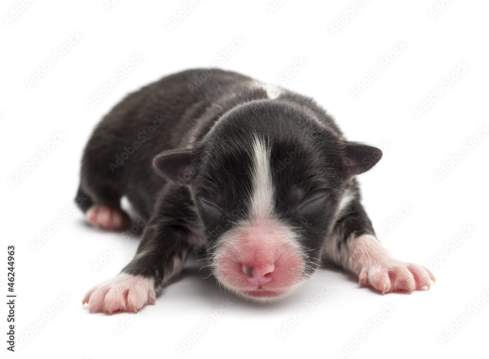 Fototapeta premium Australian Shepherd puppy, 1 day old, lying