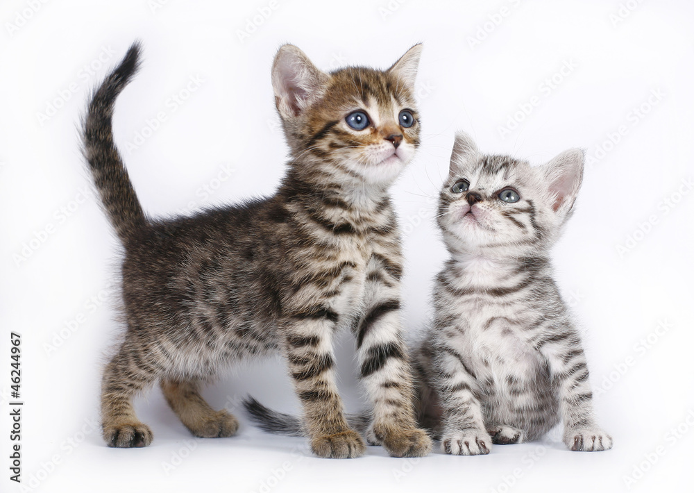 Obraz premium Two Scottish kitten on a white background.