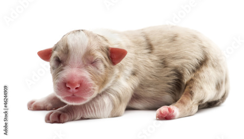 Australian Shepherd puppy, 1 day old, lying