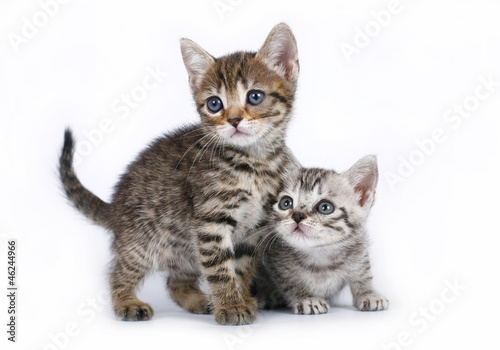 Two Scottish kitten on a white background.