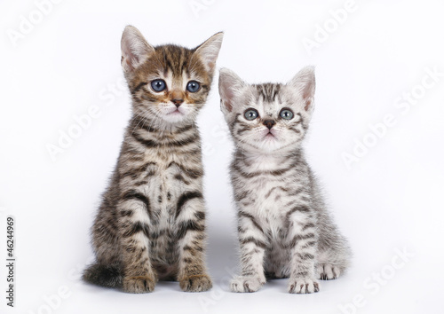 Two Scottish kitten sitting on a white background.