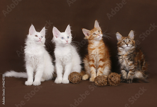 Four Maine Coon kittens