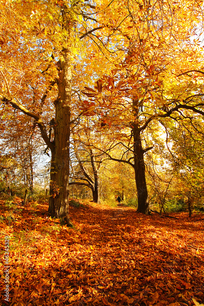 Beautiful Autumn in the Park, Scotland