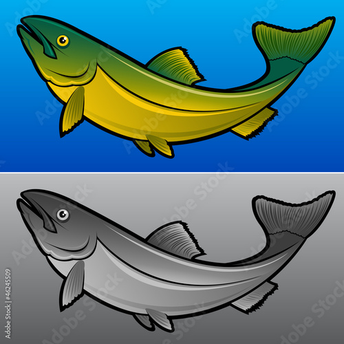 Salmon fish illustration
