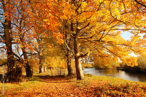 Beautiful Autumn in the Park, Scotland #46245524