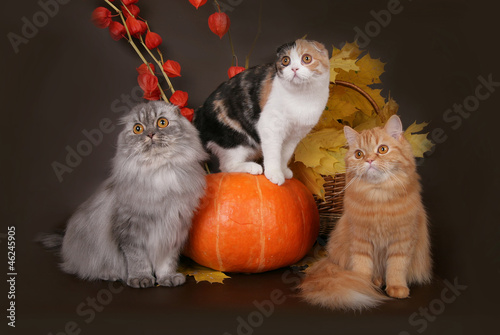 Three cats in the autumn still life. photo