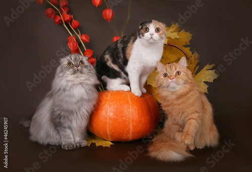 Three cats in the autumn still life. photo