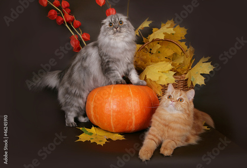 Two Scottish cat with autumn leaves photo