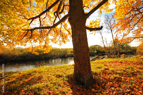 Beautiful Autumn in the Park, Scotland photo