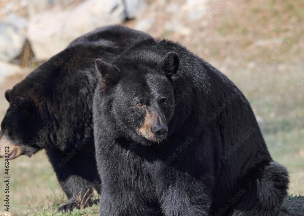 Fototapeta premium ours américain