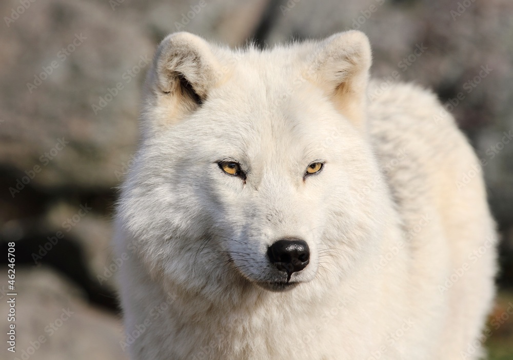 loup blanc loup blanc